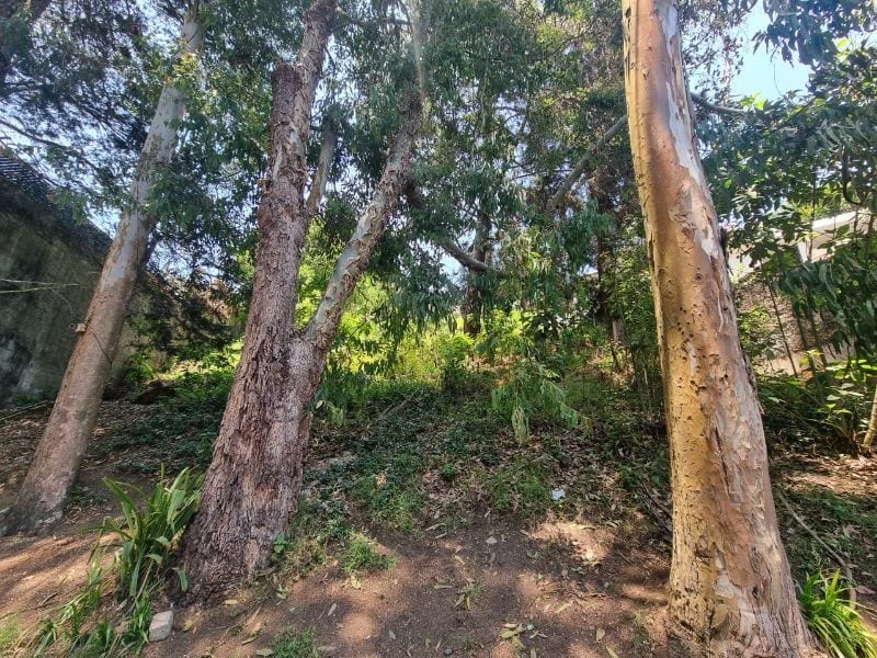 TERRENO EN VENTA SANTA ROSALIA KM 12 CES — foto 1 de 4