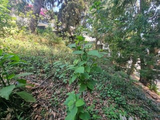 TERRENO EN VENTA SANTA ROSALIA KM 12 CES — miniatura 3 de 4